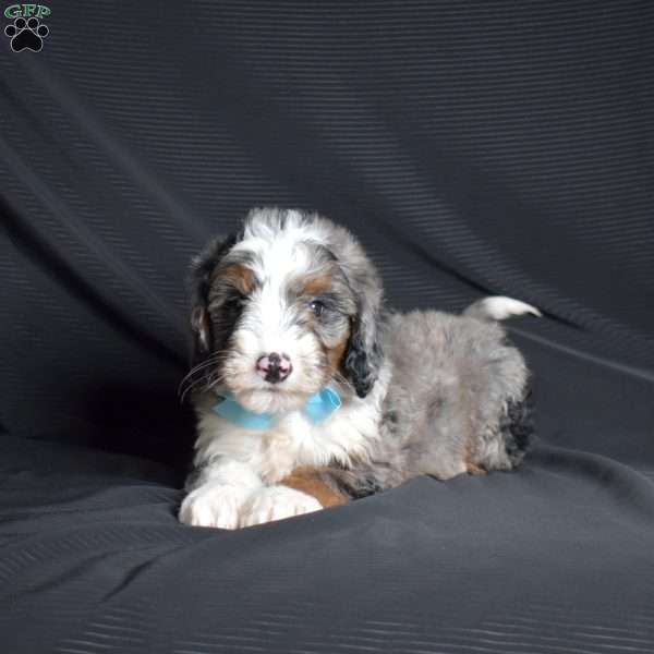 Oliver, Mini Bernedoodle Puppy