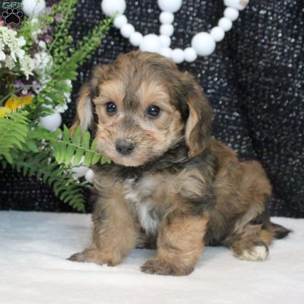 Oliver, Yorkie Poo Puppy