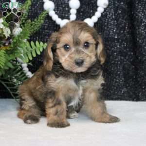 Oliver, Yorkie Poo Puppy