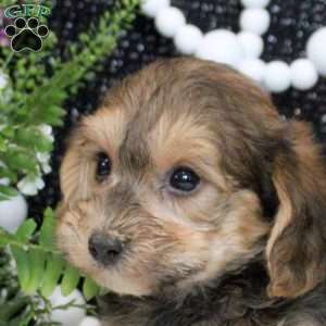 Oliver, Yorkie Poo Puppy