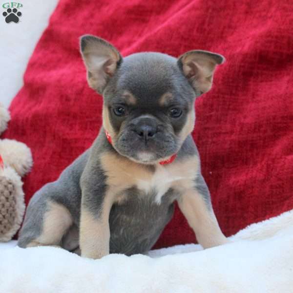 Olivia, French Bulldog Puppy