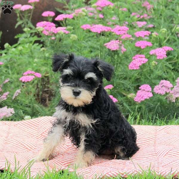 Olivia, Miniature Schnauzer Puppy