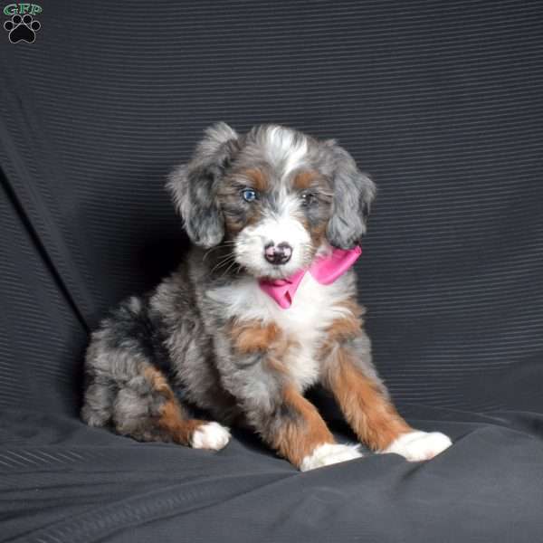 Olivia, Mini Bernedoodle Puppy