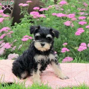 Olivia, Miniature Schnauzer Puppy