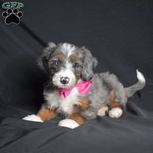 Olivia, Mini Bernedoodle Puppy
