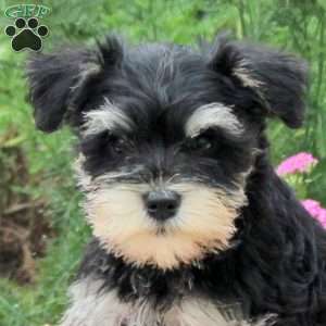 Olivia, Miniature Schnauzer Puppy