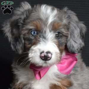 Olivia, Mini Bernedoodle Puppy