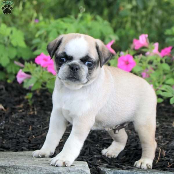 Ollie, Pug Puppy