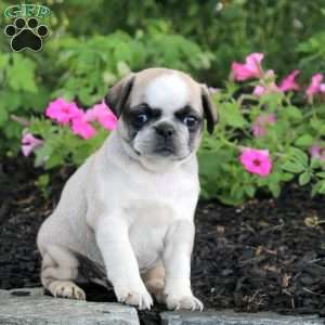 Ollie, Pug Puppy