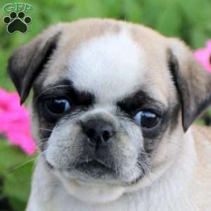 Ollie, Pug Puppy