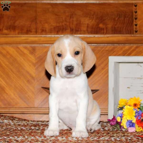 Omar, Beagle Puppy