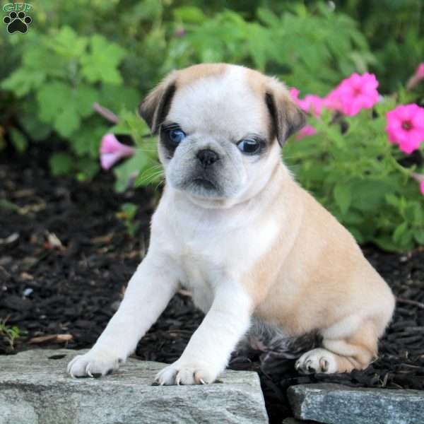 Omar, Pug Puppy