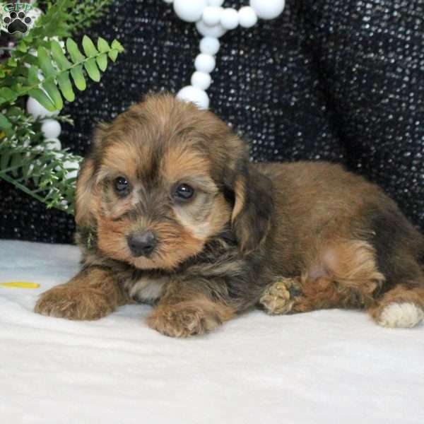 Omar, Yorkie Poo Puppy