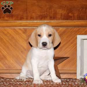 Omar, Beagle Puppy