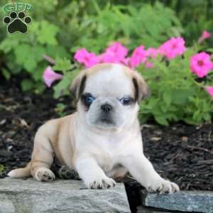Omar, Pug Puppy