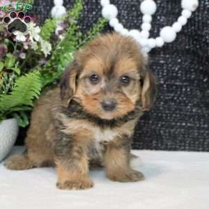 Omar, Yorkie Poo Puppy