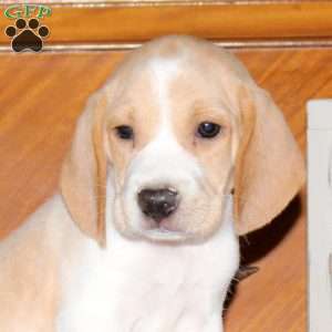 Omar, Beagle Puppy