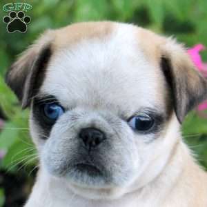 Omar, Pug Puppy
