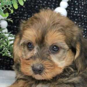Omar, Yorkie Poo Puppy