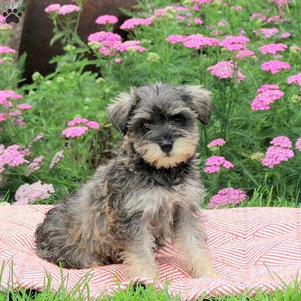 Opal, Miniature Schnauzer Puppy