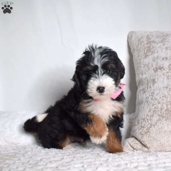 Opal, Mini Bernedoodle Puppy