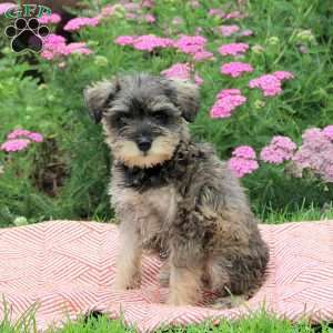 Opal, Miniature Schnauzer Puppy