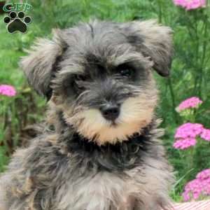 Opal, Miniature Schnauzer Puppy