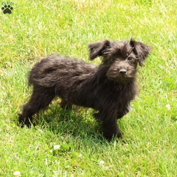 Orden, Yorkie Poo Puppy