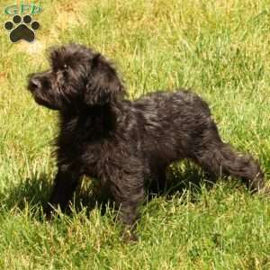 Orden, Yorkie Poo Puppy