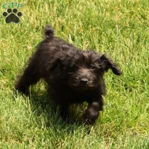 Orden, Yorkie Poo Puppy