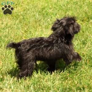 Orden, Yorkie Poo Puppy