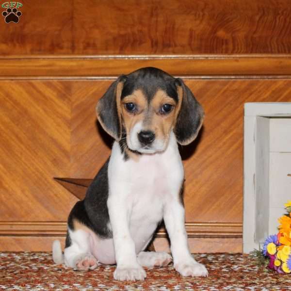Oreo, Beagle Puppy