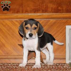 Oreo, Beagle Puppy