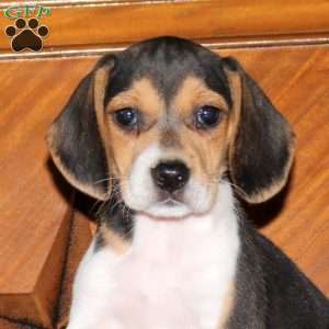 Oreo, Beagle Puppy