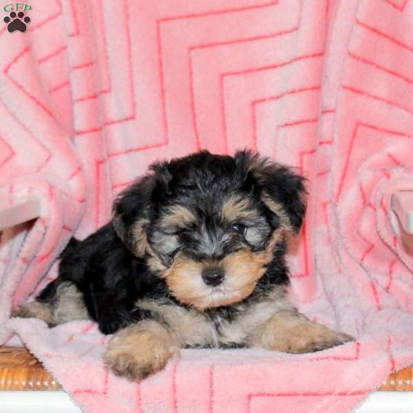 Oreo, Yorkie Mix Puppy
