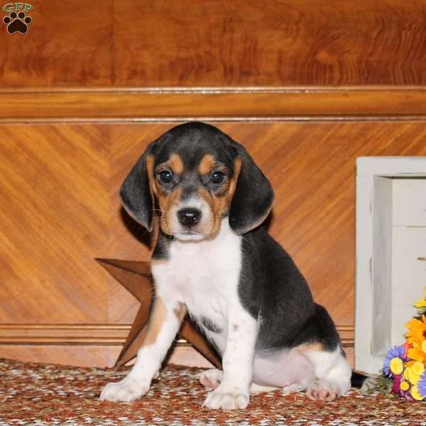 Orpha, Beagle Puppy