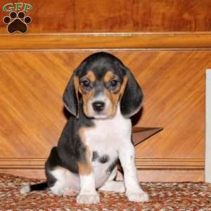 Orpha, Beagle Puppy