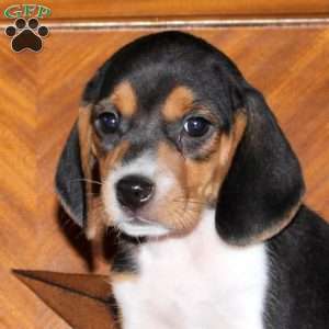 Orpha, Beagle Puppy