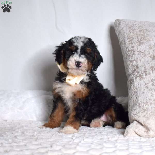 Oscar, Mini Bernedoodle Puppy