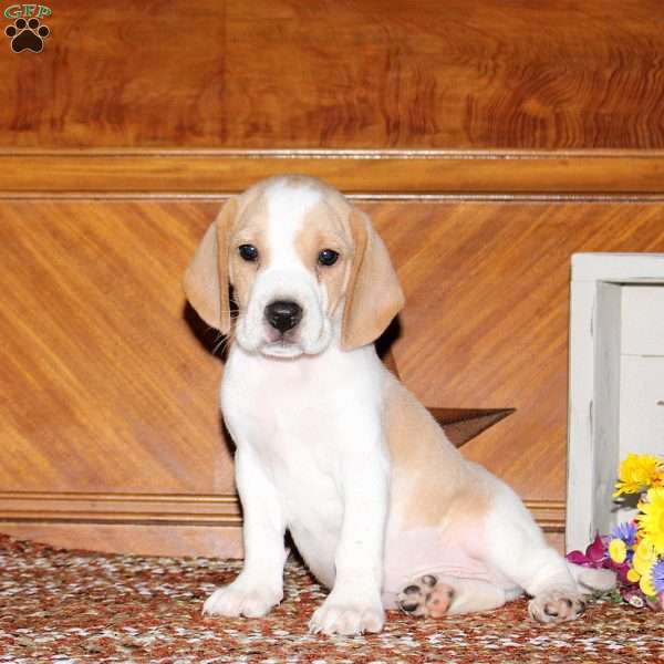 Oscar, Beagle Puppy
