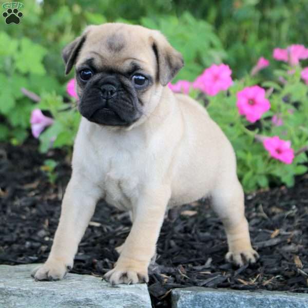 Oscar, Pug Puppy