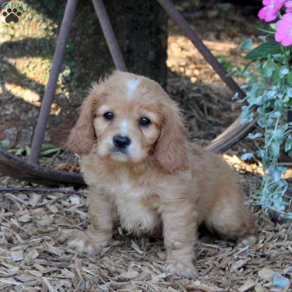 Oscar, Cavalier King Charles Mix Puppy