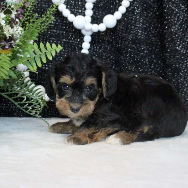 Oscar, Yorkie Poo Puppy