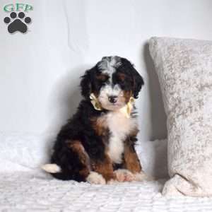 Oscar, Mini Bernedoodle Puppy