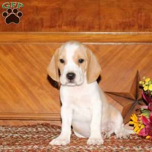 Oscar, Beagle Puppy
