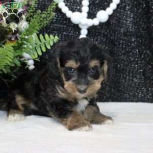 Oscar, Yorkie Poo Puppy
