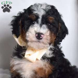 Oscar, Mini Bernedoodle Puppy
