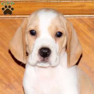 Oscar, Beagle Puppy