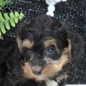 Oscar, Yorkie Poo Puppy