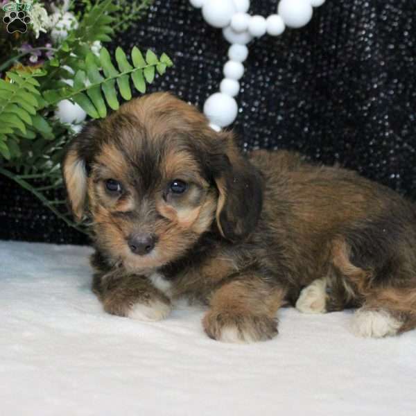 Ottis, Yorkie Poo Puppy